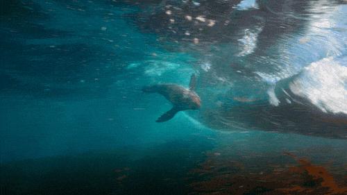 Dolphin swimming